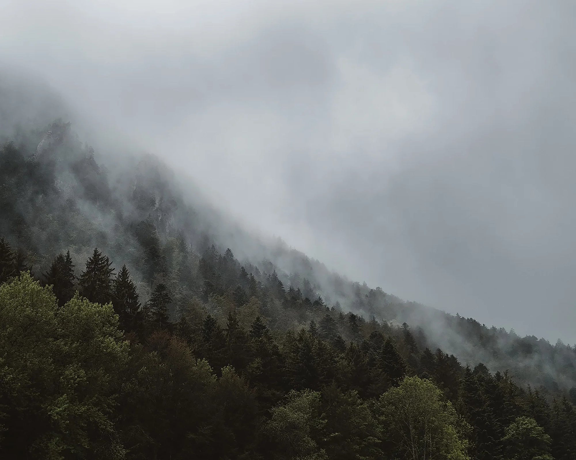 Nature Print Series - Mist Depth, 20×16"